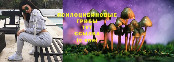 СК Зерноград